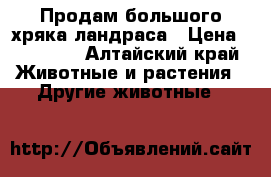   Продам большого хряка ландраса › Цена ­ 12 000 - Алтайский край Животные и растения » Другие животные   